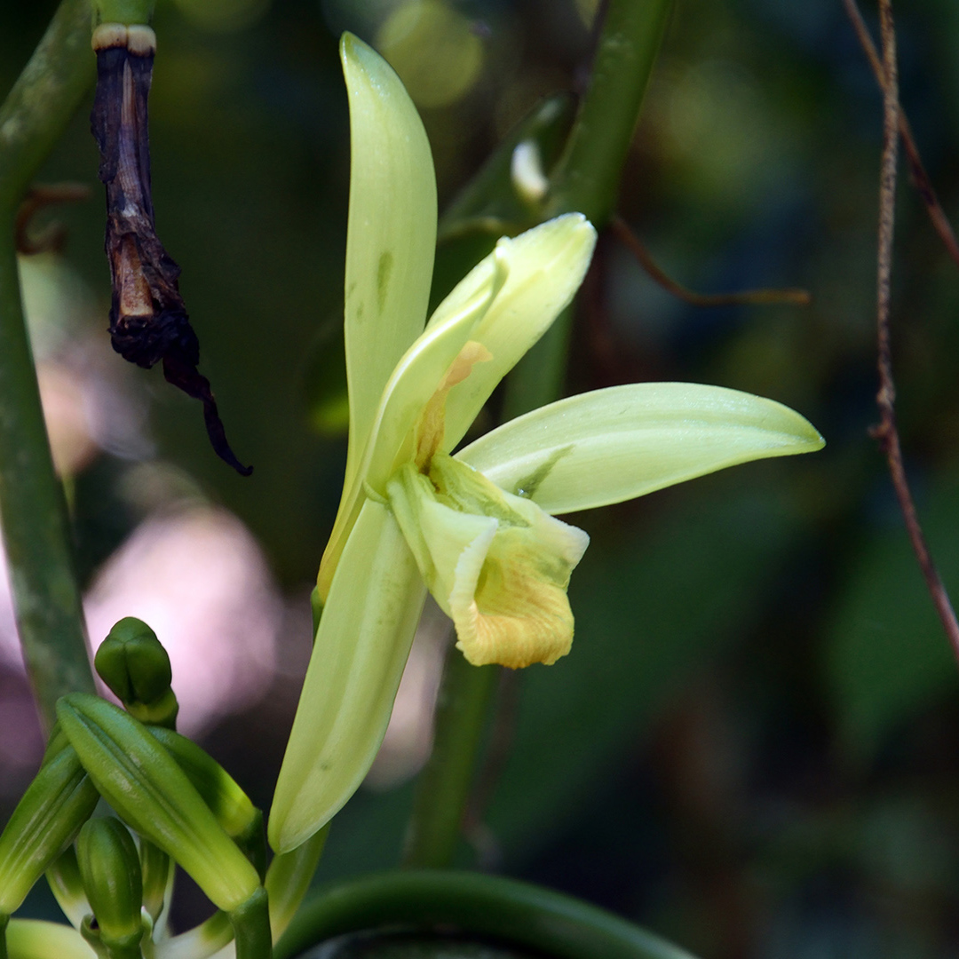 Vanillebluete_1_square