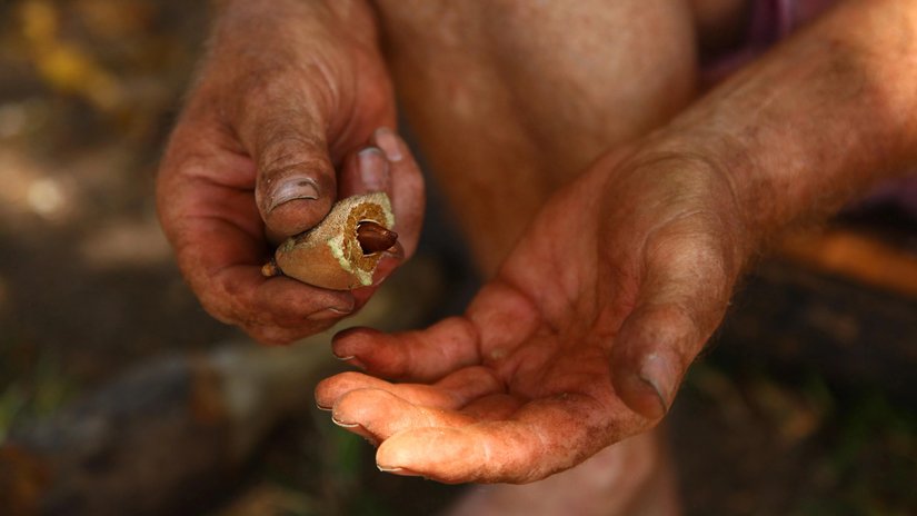 Une noix de Baru ouverte dans les mains de quelqu'un