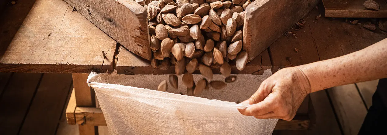 Brazil nuts fall from a wooden table into a bag - gebana.com
