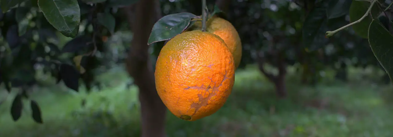 Orange mit Narben und grünen Stellen am Baum.