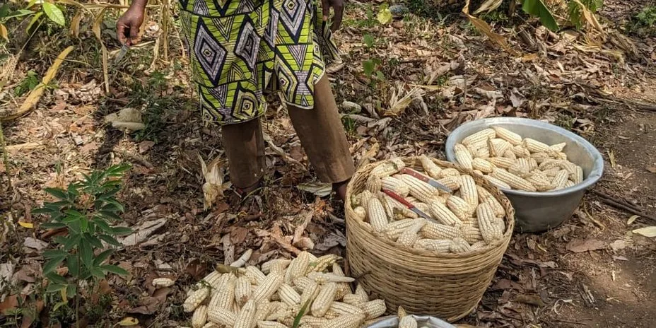 Maize harvest from a converted plot