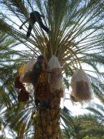 thumbDattelernte1_2011