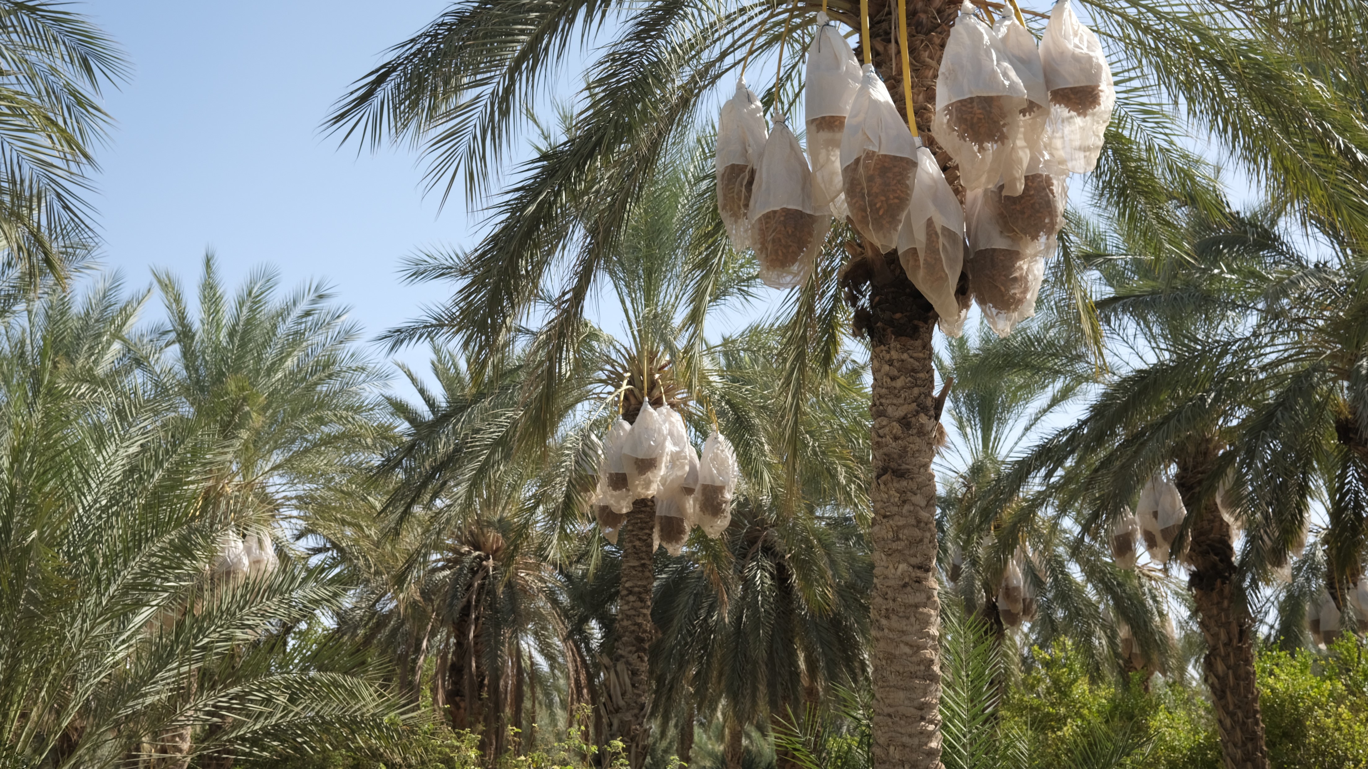 Blogbeitrag-Tunesien-Dattel_0