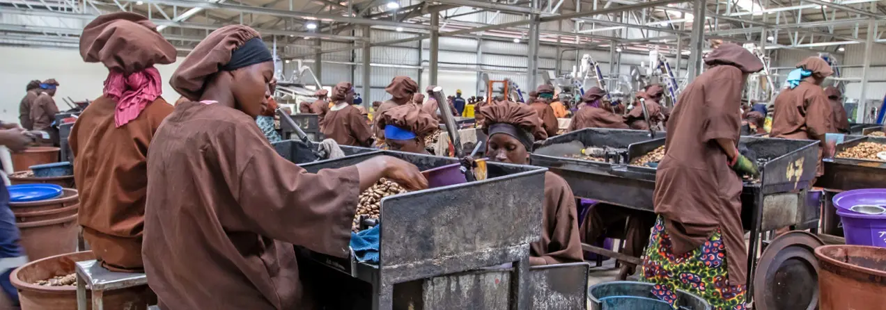 Factory workers wearing brown clothing and head covers sorting cashews - gebana.com