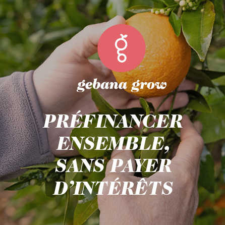 Des mains cueillent une orange dans un oranger