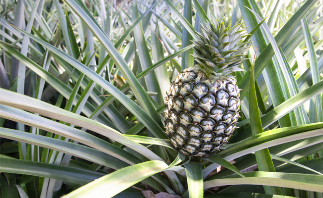 Ananas_Pflanze