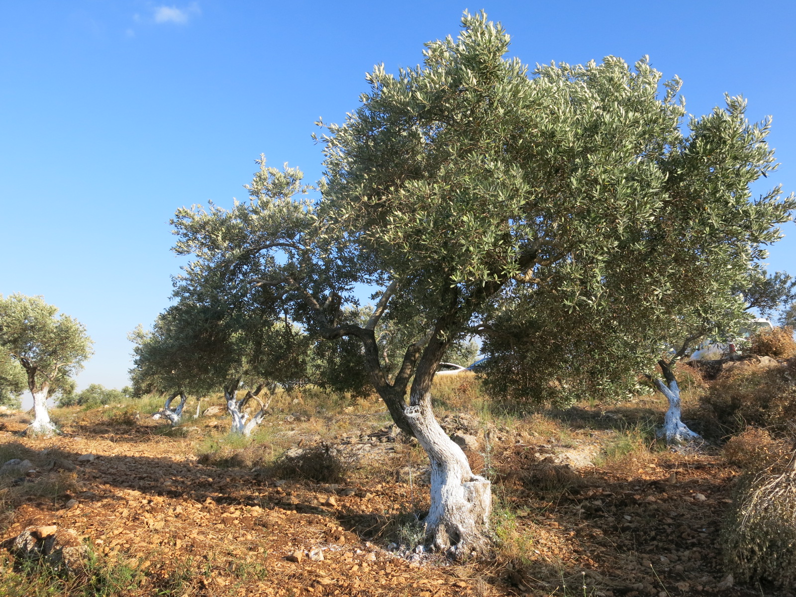 Olivenbaum_KM_IMG_0345