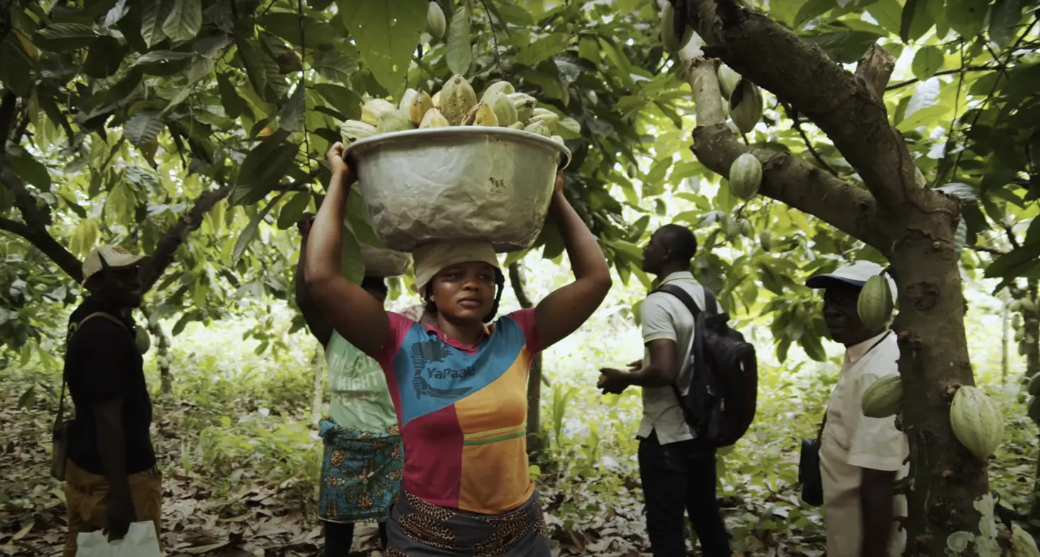 Bäuerin in Togo trägt frisch geerntete Kakaokapseln in einer Schüssel auf dem Kopf - gebana.com