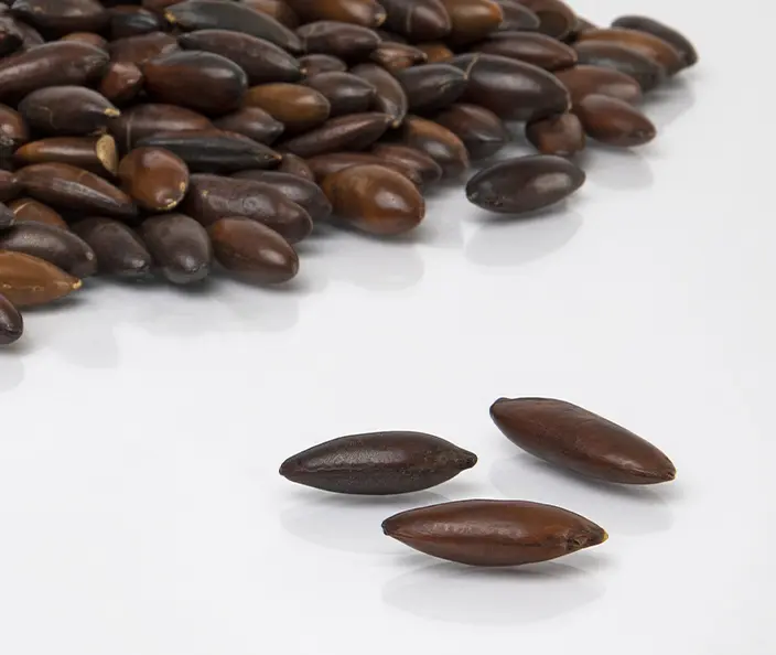 Nüsse - Barunüsse  - gebana