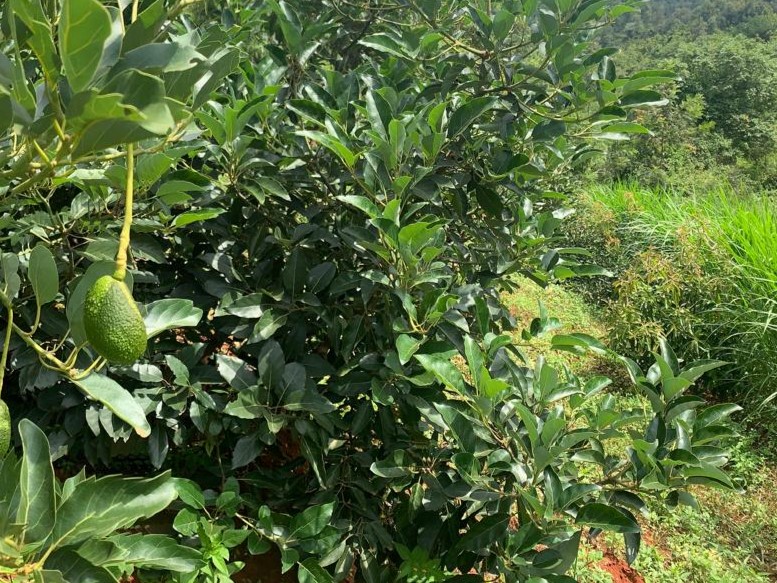 Goshen_Avocado_Blogbeitrag