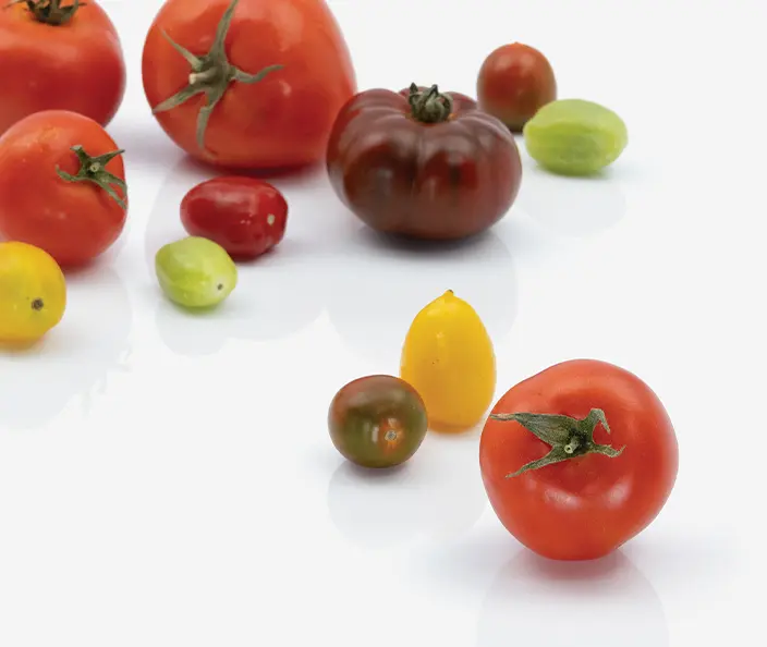 Gemüse - Tomaten, gemischt Cherrytomaten und mittlere Tomaten, verschiedene Sorten - gebana