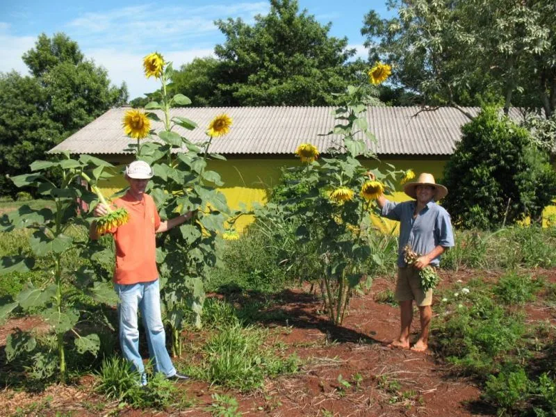 Osvaldo_Woicheowski_prsentiert_stolz_seine_Sonnenblumen