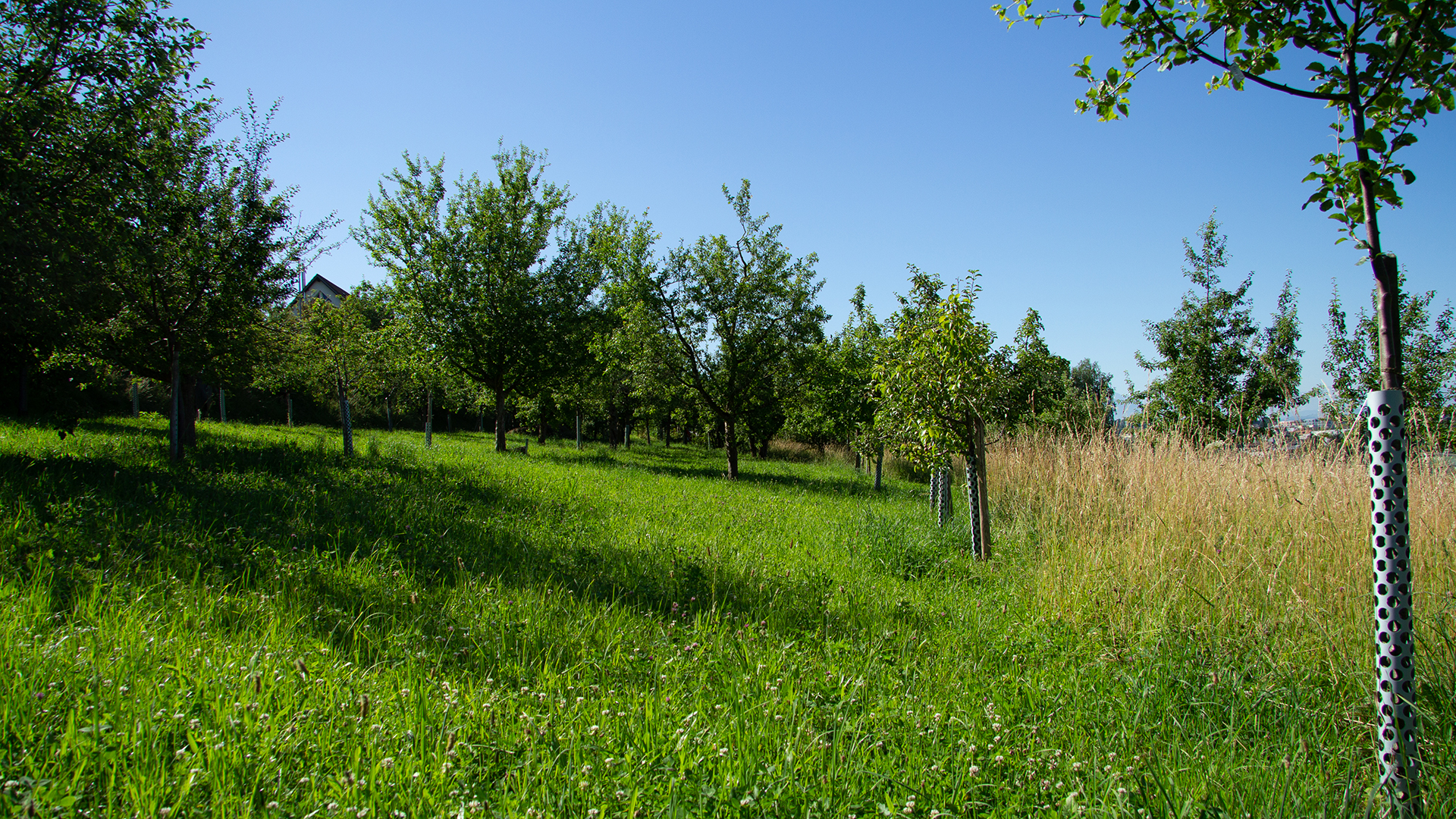 hochstammgarten_hedingen