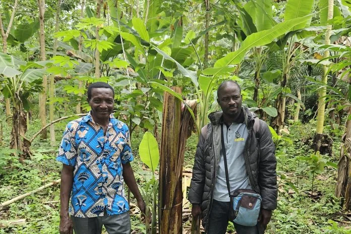 Field agent Eyram Kpomedzi (right) and Patrice Edoh on his plot with dynamic agroforestry