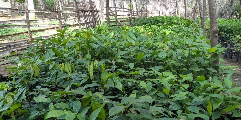 Cocoa nursery