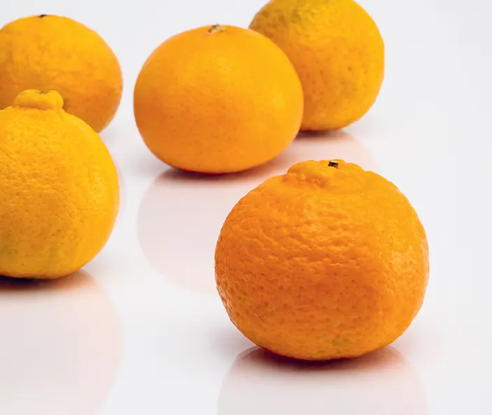 Früchte - Zitrusfrüchte - Mandarinen - gebana