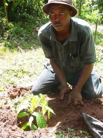 Kakaosetzlinge_11231141_901426929899139_6870251401797619734_n_bearb