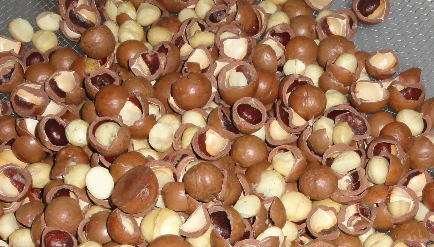 macadamia_cut