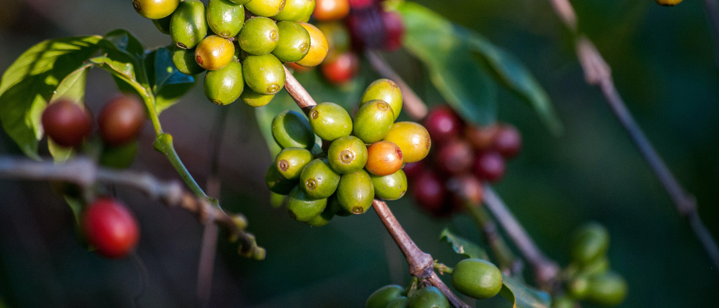 kaffeekirschen_am_strauch