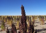 Uyuni089_Quinoa_160