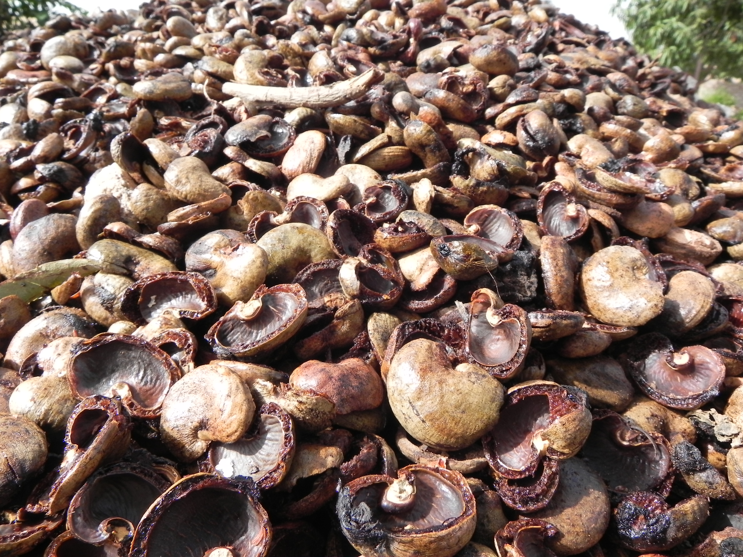 2012-09-14-Cashewschalen_SimonBrassel