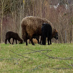 lammblog_square