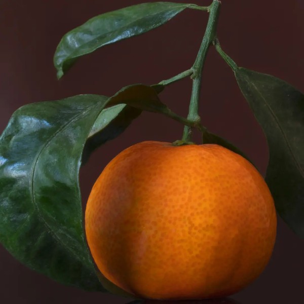 Single clementine with green leaves against a dark background - gebana.com