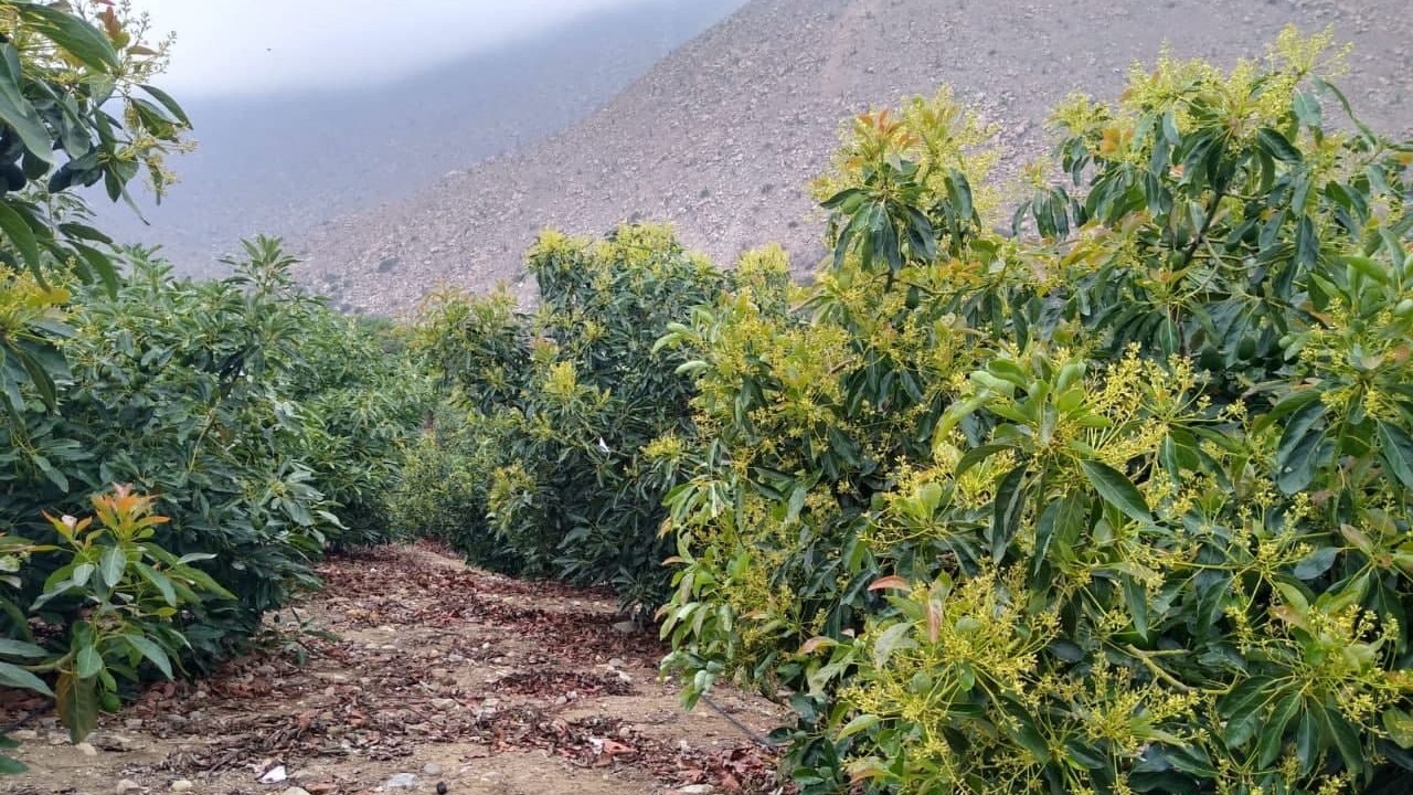 Avocado_Banner