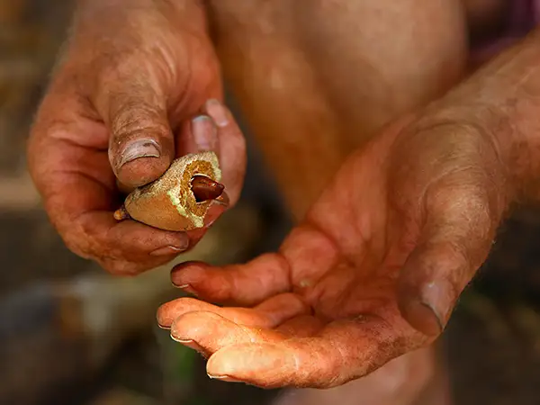 Barunuss dans les mains d'un collectionneur - gebana.com