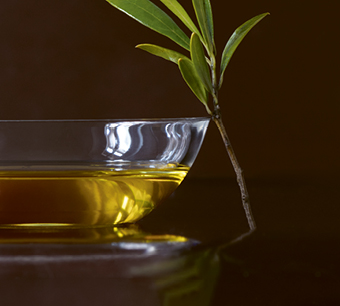 Olivenöl Ernte 2023/24