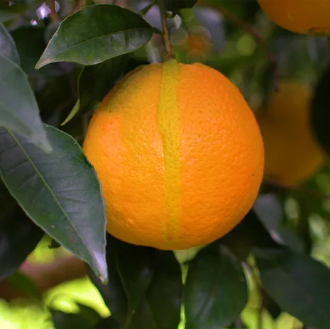 echte_orange_blog_square-png