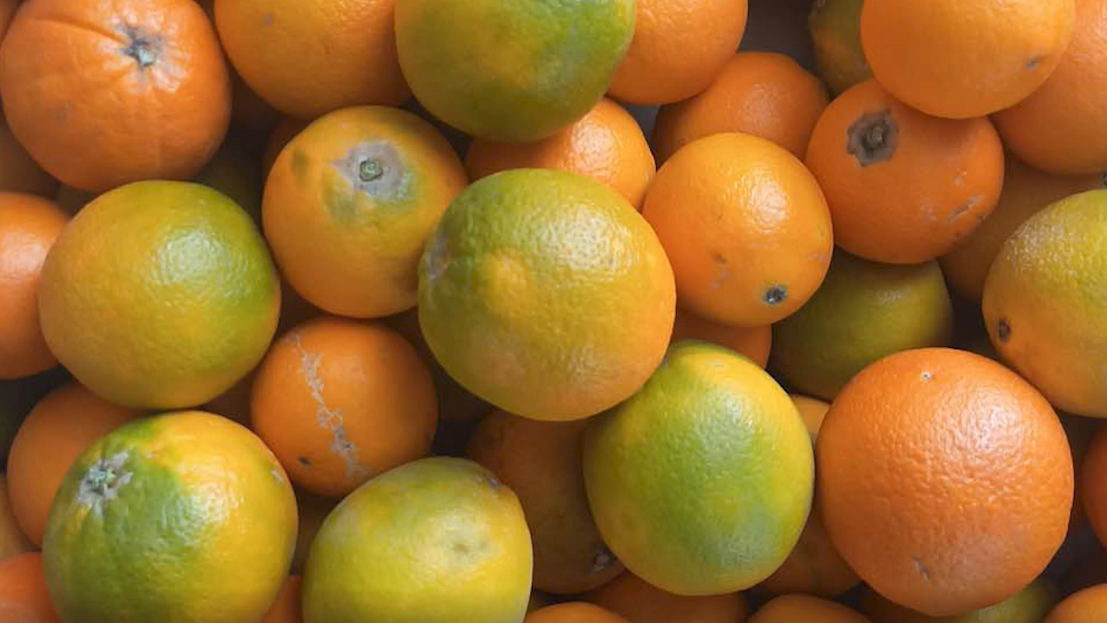 echte_orangen_kunden_2021