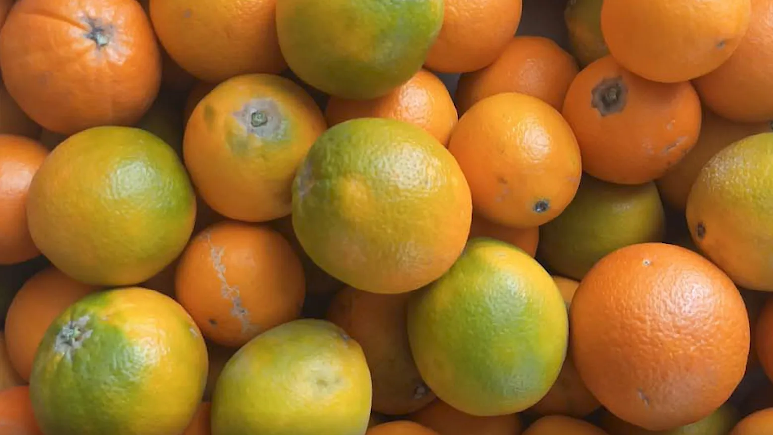 echte_orangen_kunden_2021