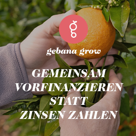 Hände greifen in Orangen-Baum nach einer Orange