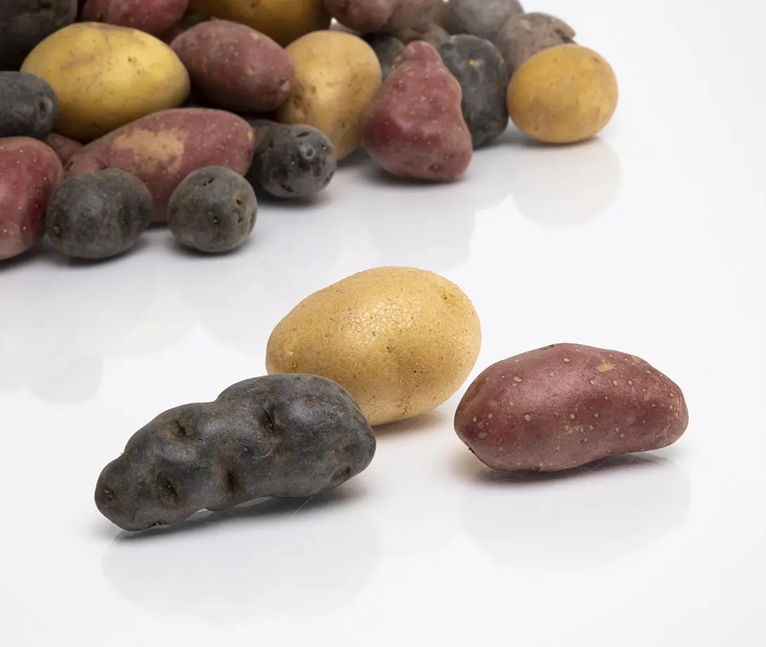 Pommes de terre de la ferme Unterdorf