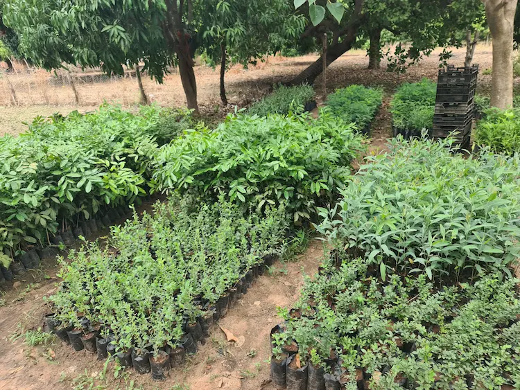 Nursery of young potted plants in Burkina Faso showing different plant varieties – gebana.com