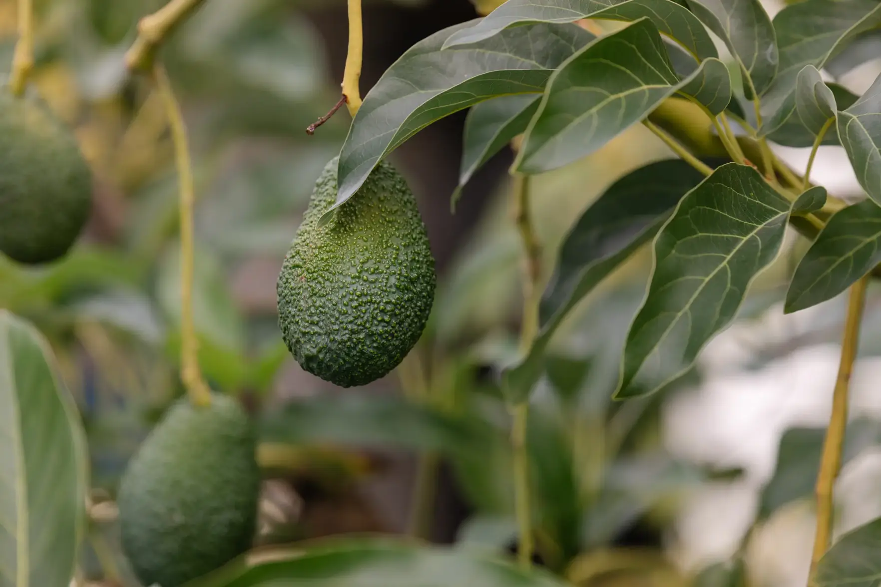 Avocados der Sorte Hass am Baum auf der Insel Kreta.