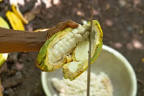 Photo of a cocoa bean being cut open with a machete, gebana.com
