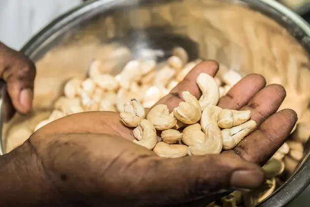 A hand holding shelled cashew kernels over a filled bowl in the processing factory