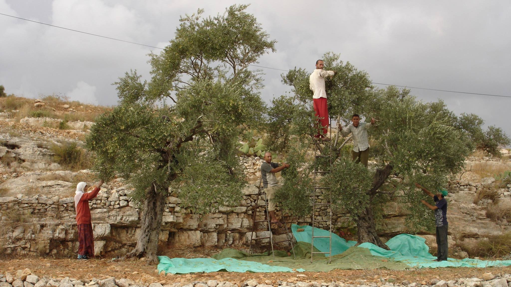 olive_oil_farmers_4