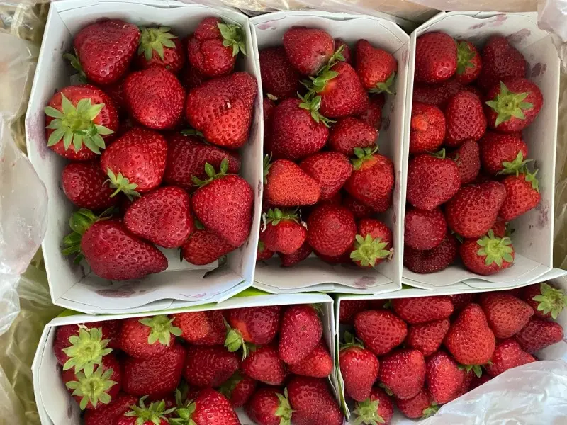 Photo of various cardboard trays filled with strawberries, gebana.com