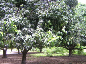 mangobaum1