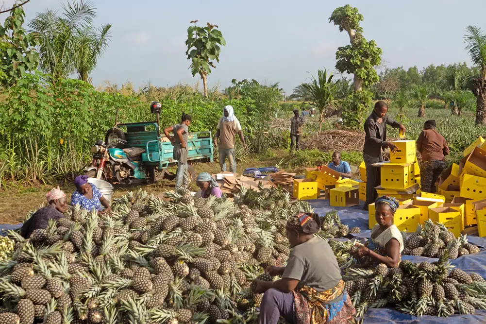 Bauernfamilien sortieren auf einem Feld in Togo frisch geerntete Ananas, daneben stapeln sich gelbe gebana Kartons.