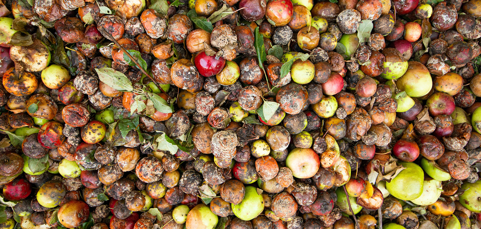 food_waste_symbolbild-jpg