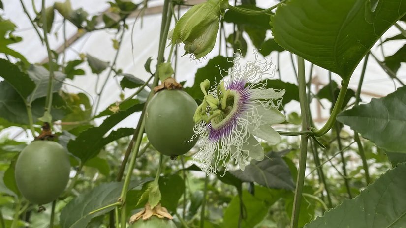 Fleur de fruit de la passion