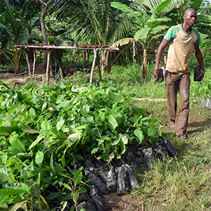 togo_baumpflanzen_square