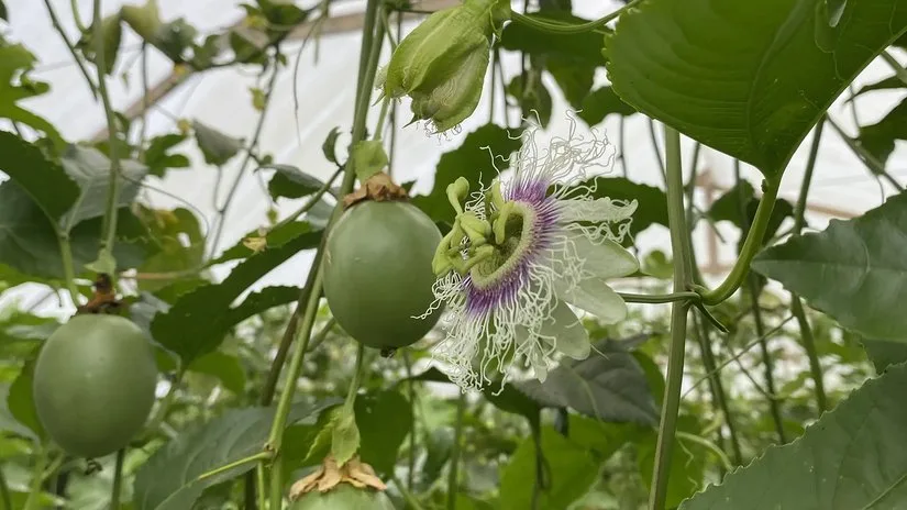 Passionsfrucht-Blüte