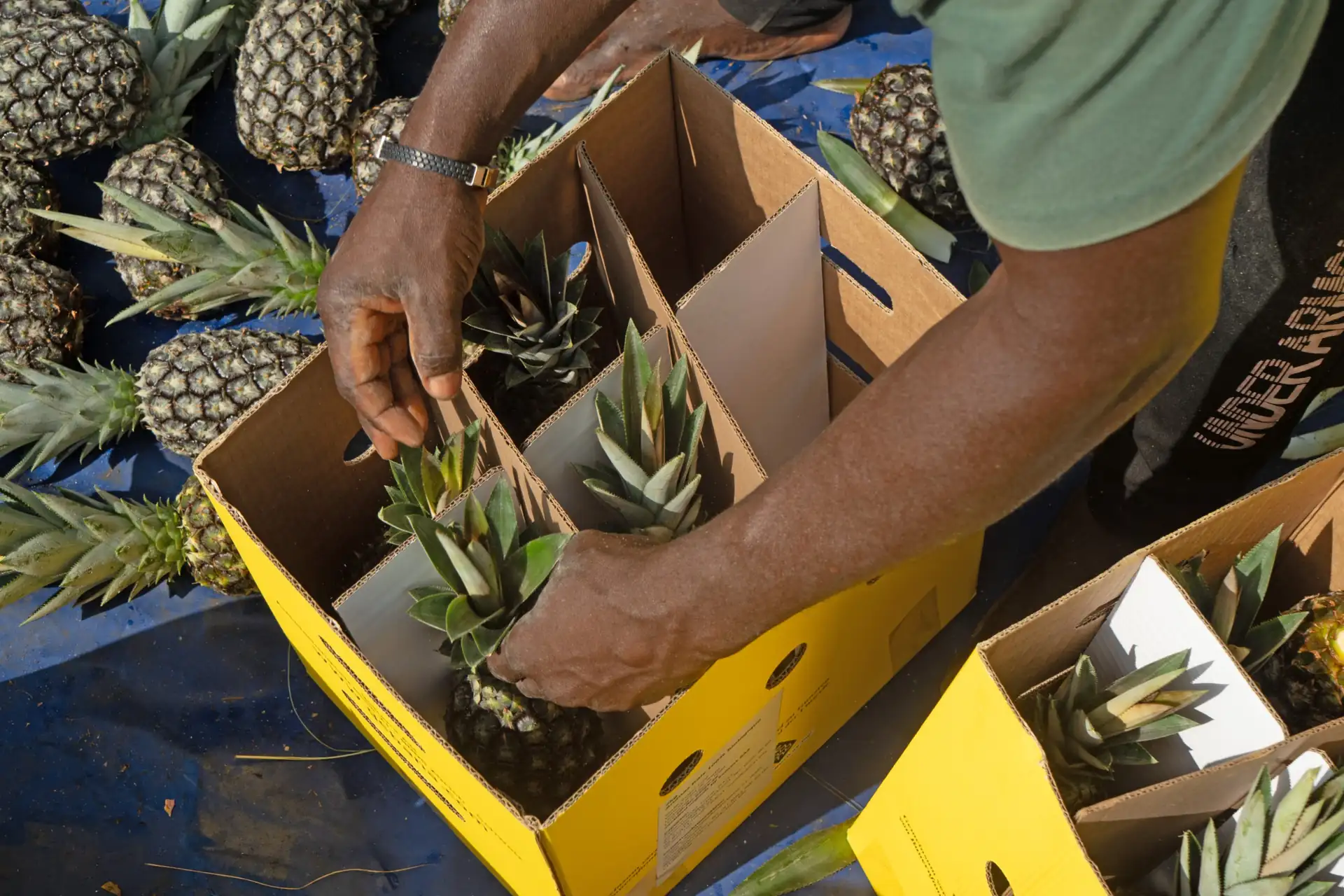 Ein Bauer setzt frische Ananas auf dem Feld in einen gelben gebana Karton mit Fächern.