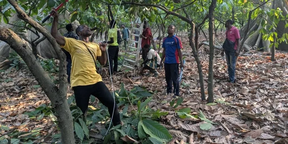 Pruning work on Patrice Edoh's property