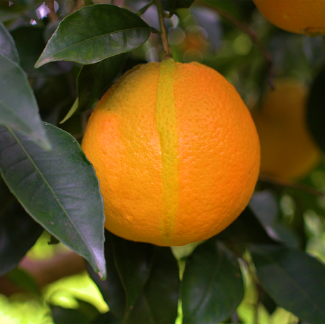 echte_orange_blog_square-png